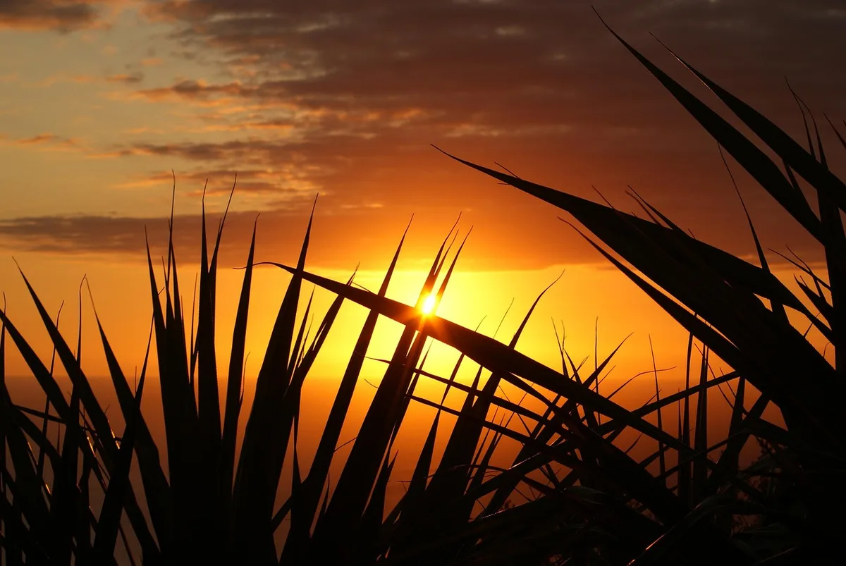Parcelle caillouteuse exposée au soleil favorable à l'hélichryse