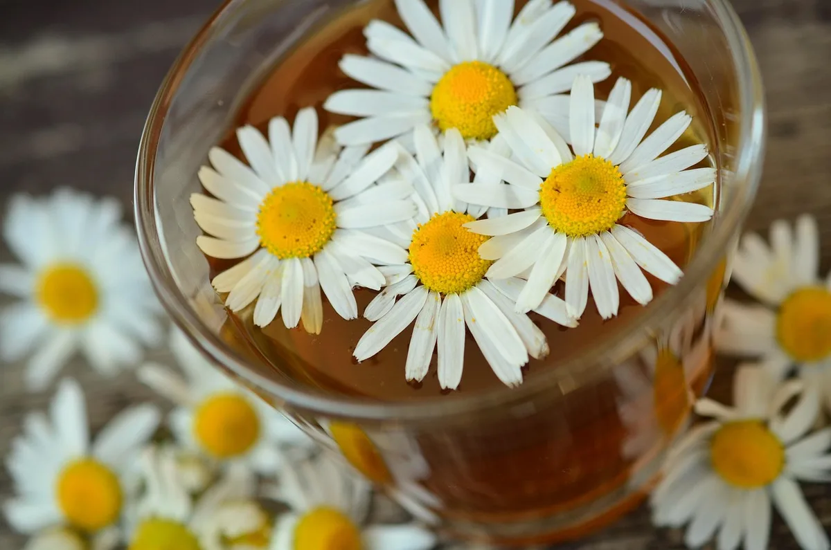 Tasse d'infusion avec herbes sèches et plante fraîche en arrière-plan